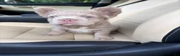 French Bulldog dogs for sale: French Bulldog 4 - Ad 7