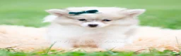 Pomeranian dogs for sale: Lucas - Ad 4