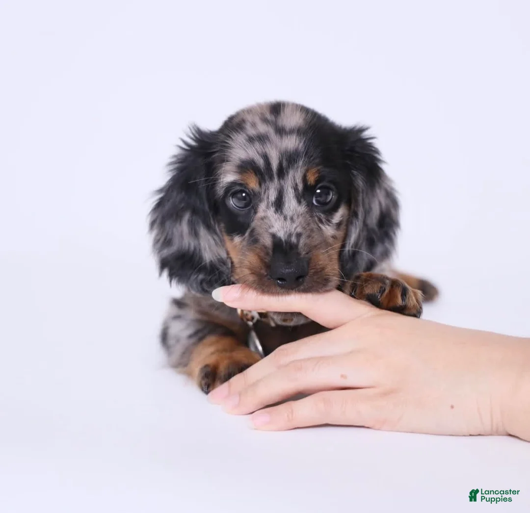 Miniature Dachshund dogs for sale: Adele - Ad 1