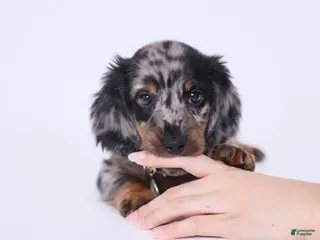 Miniature Dachshund dogs Adele - Ad 11