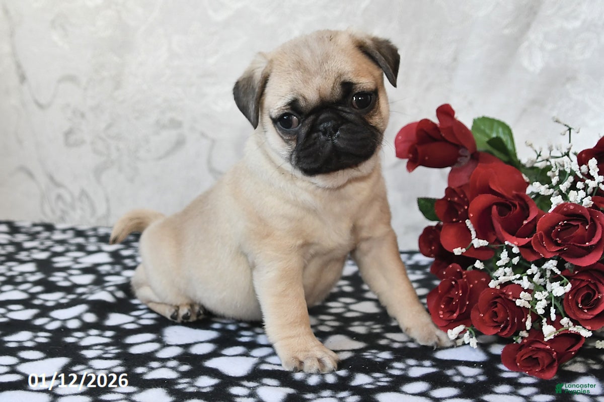 Pug dogs Miami - Ad 24