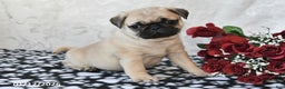 Pug dogs for sale: Miami - Ad 1