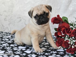 Pug dogs Miami - Ad 13