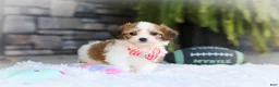 Cavachon dogs for sale: Scout - Ad 3
