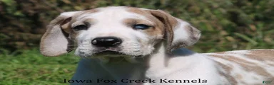 Great Dane 2