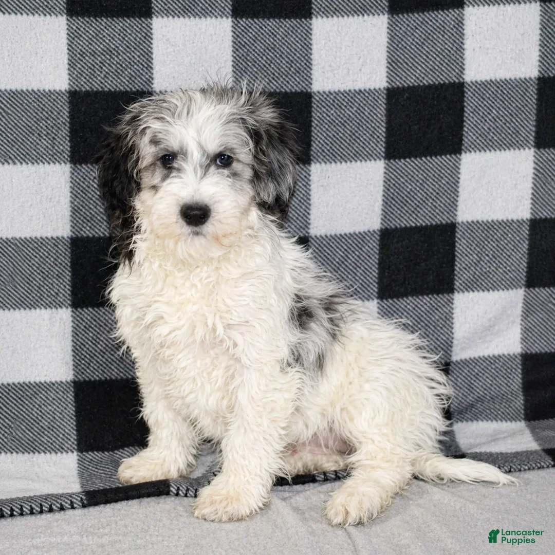 Mixed Breed dogs for sale: Rosie - Ad 9