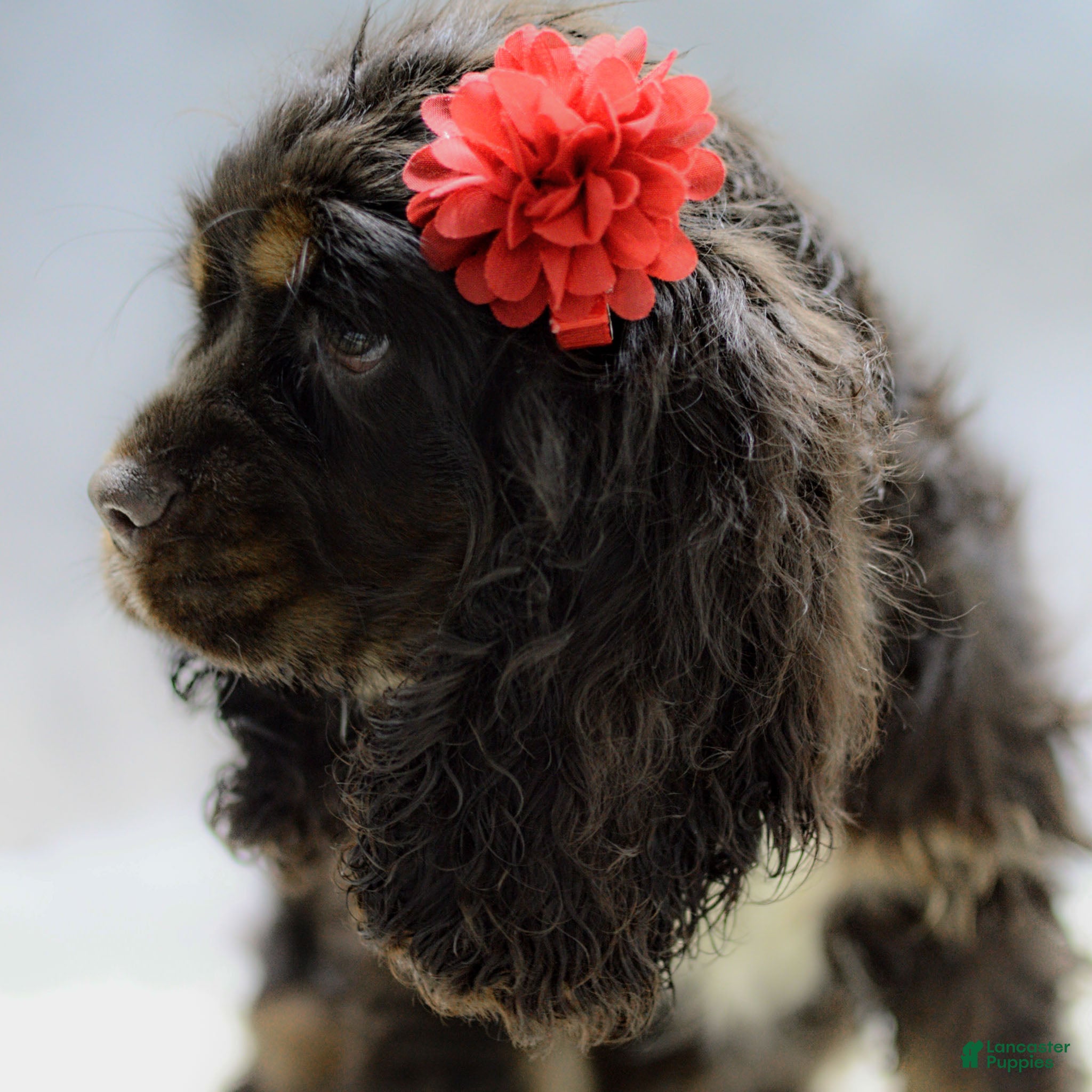 Cocker Spaniel dogs Paige - Ad 25