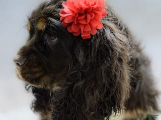 Cocker Spaniel dogs Paige - Ad 25