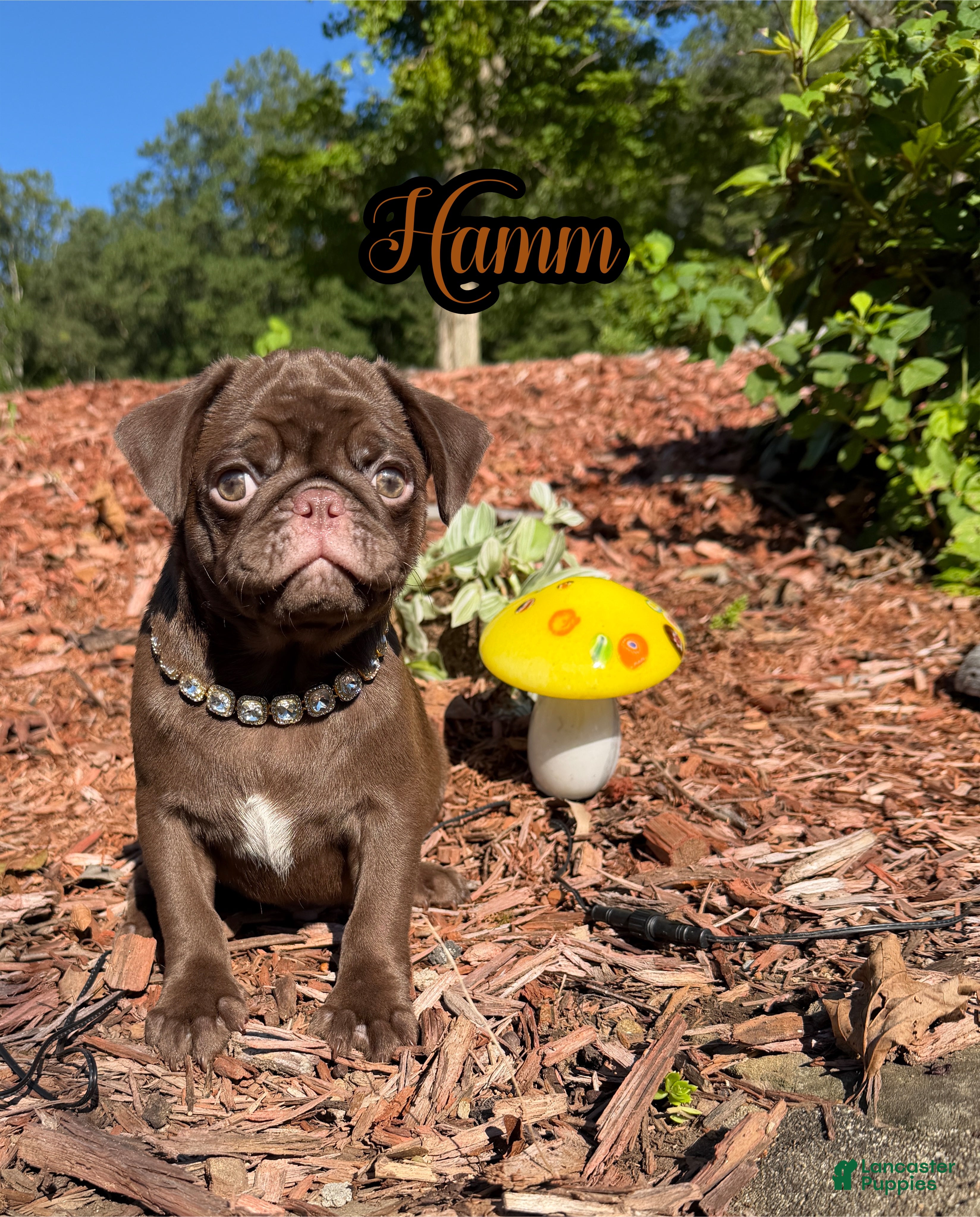 Pug dogs Hamm - Ad 1