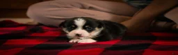 Welsh Corgi Pembroke dogs for sale: Gus - Ad 5