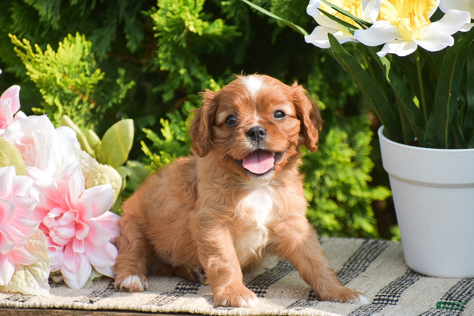 Cavalier King Charles Spaniel dogs Stanley - Ad 2