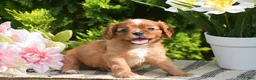 Cavalier King Charles Spaniel dogs for sale: Stanley - Ad 2