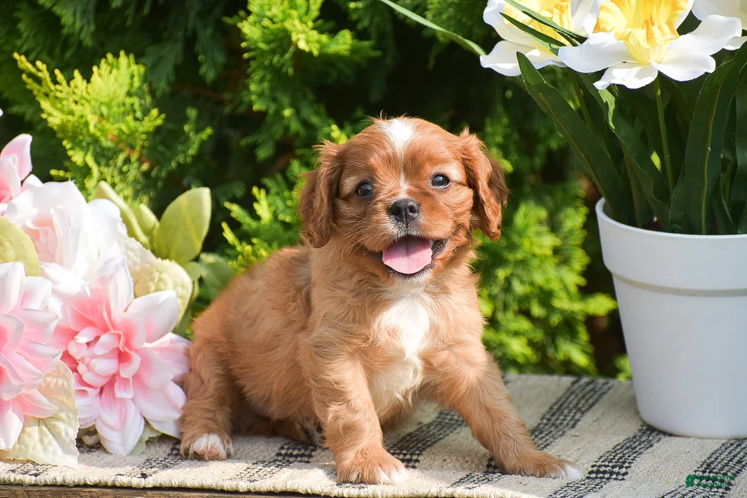 Cavalier King Charles Spaniel dogs for sale: Stanley - Ad 2