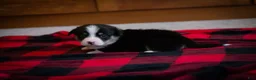 Welsh Corgi Pembroke dogs for sale: Gus - Ad 2