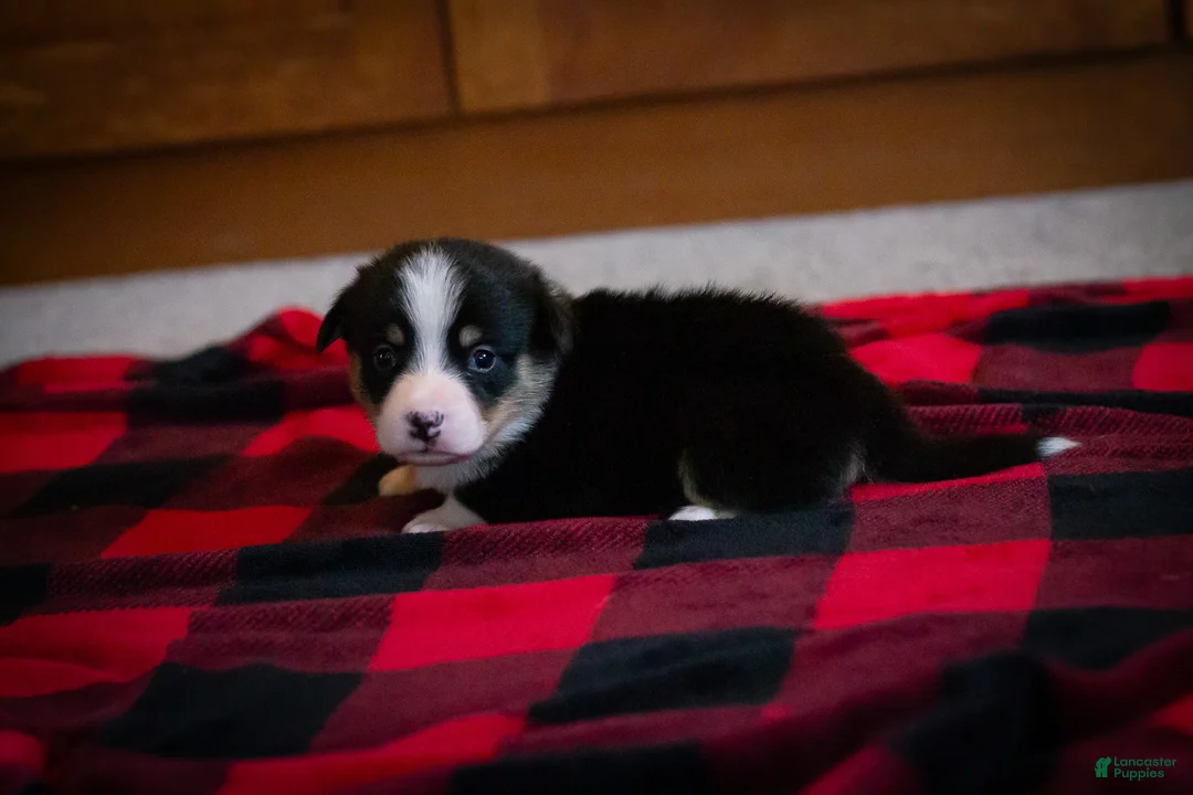 Welsh Corgi Pembroke dogs for sale: Gus - Ad 2