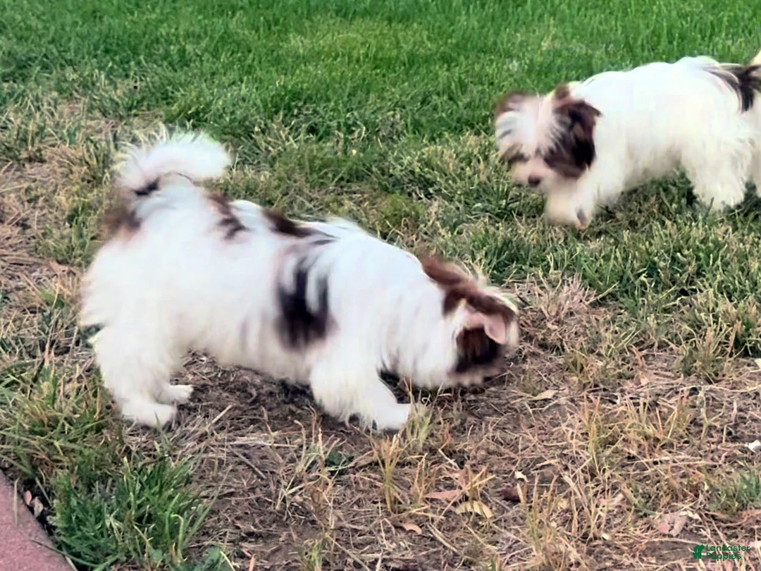 Yorkshire Terrier dogs for sale: Mocha - Ad 3