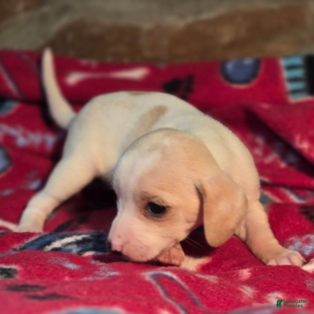 Beagle dogs for sale: Salt Queen Elizabeth Pocket Beagle - Ad 4