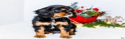 Cavalier King Charles Spaniel dogs for sale: Garland - Ad 5