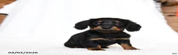 Miniature Dachshund dogs for sale: Cricket - Ad 1