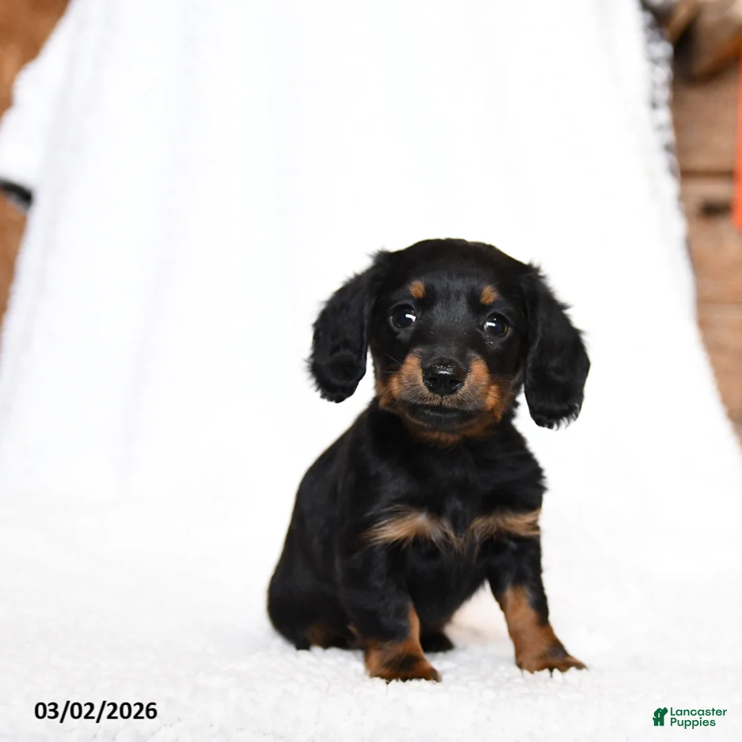 Miniature Dachshund dogs for sale: Cricket - Ad 1
