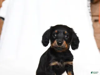 Miniature Dachshund dogs for sale: Cricket - Ad 2
