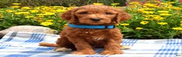 Sheepadoodle dogs for sale: Simba - Ad 3