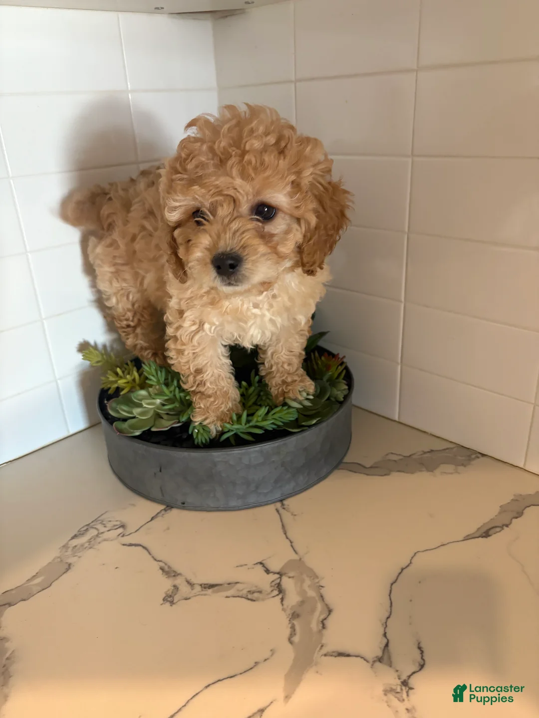 Cavapoo dogs for sale: Cheyenne  - Ad 4