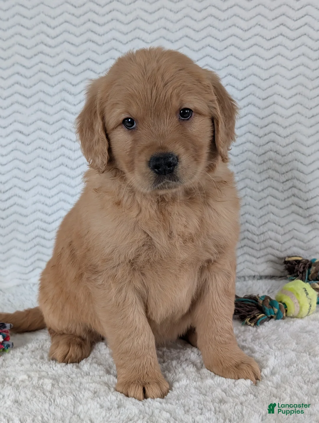 Golden Retriever dogs for sale: Parker  - Ad 15