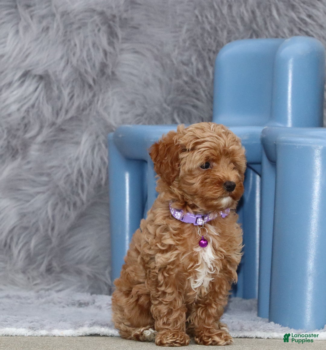 Havapoo dogs for sale: Eva 👨‍👨‍👧‍👦💞🐕 - Ad 23