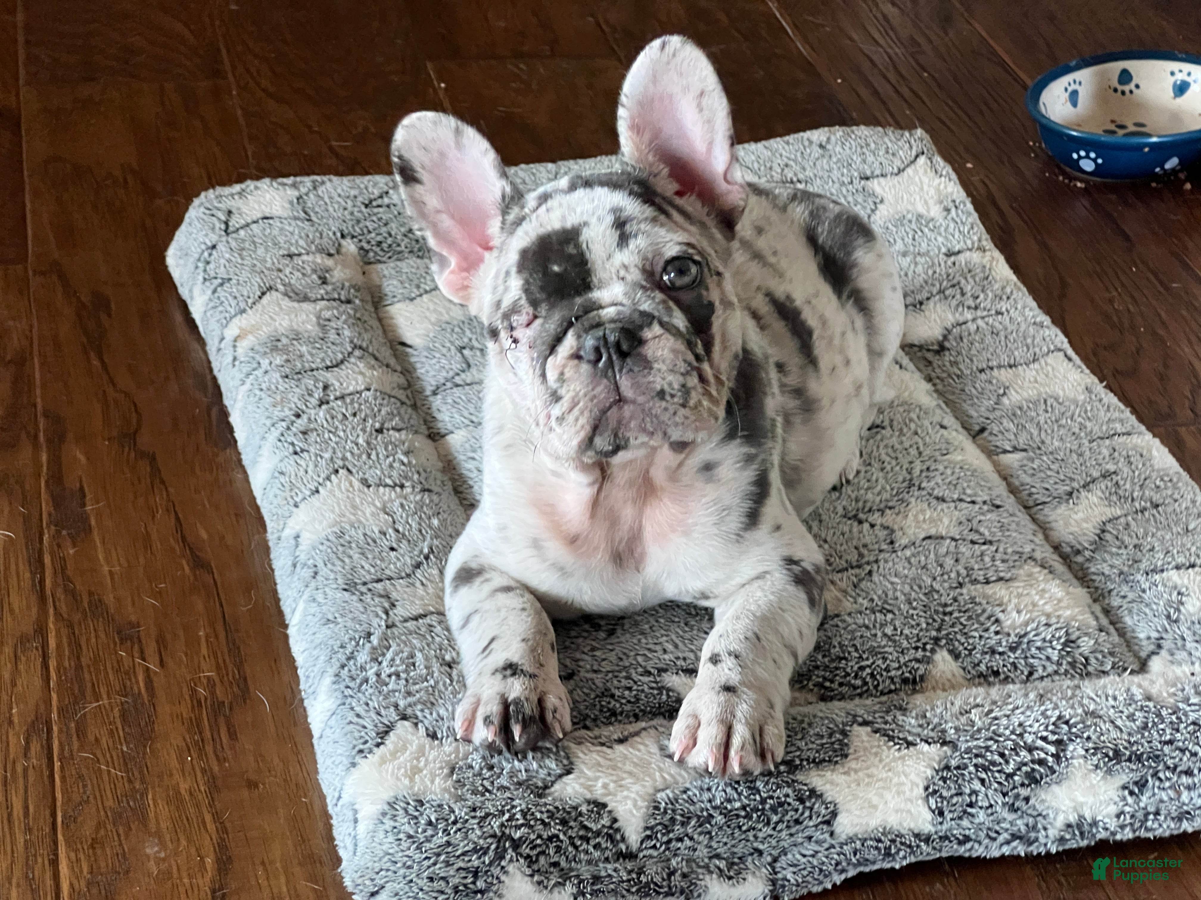 French Bulldog dogs Pops - Ad 34