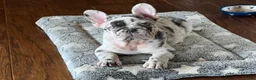 French Bulldog dogs for sale: Pops - Ad 1
