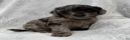 Goldendoodle dogs for sale: Sadie - Ad 5