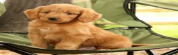 Mini Goldendoodle dogs for sale: Mitch - Ad 6