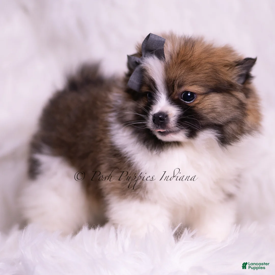 Pomeranian dogs for sale: Teddy Bear - Ad 2