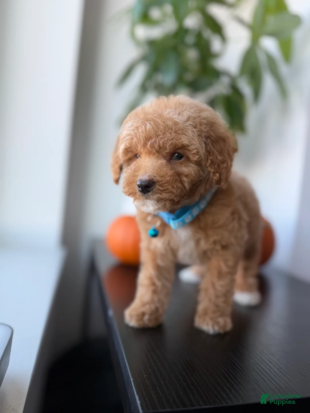 Toy Poodle dogs for sale: Gucci - Ad 1