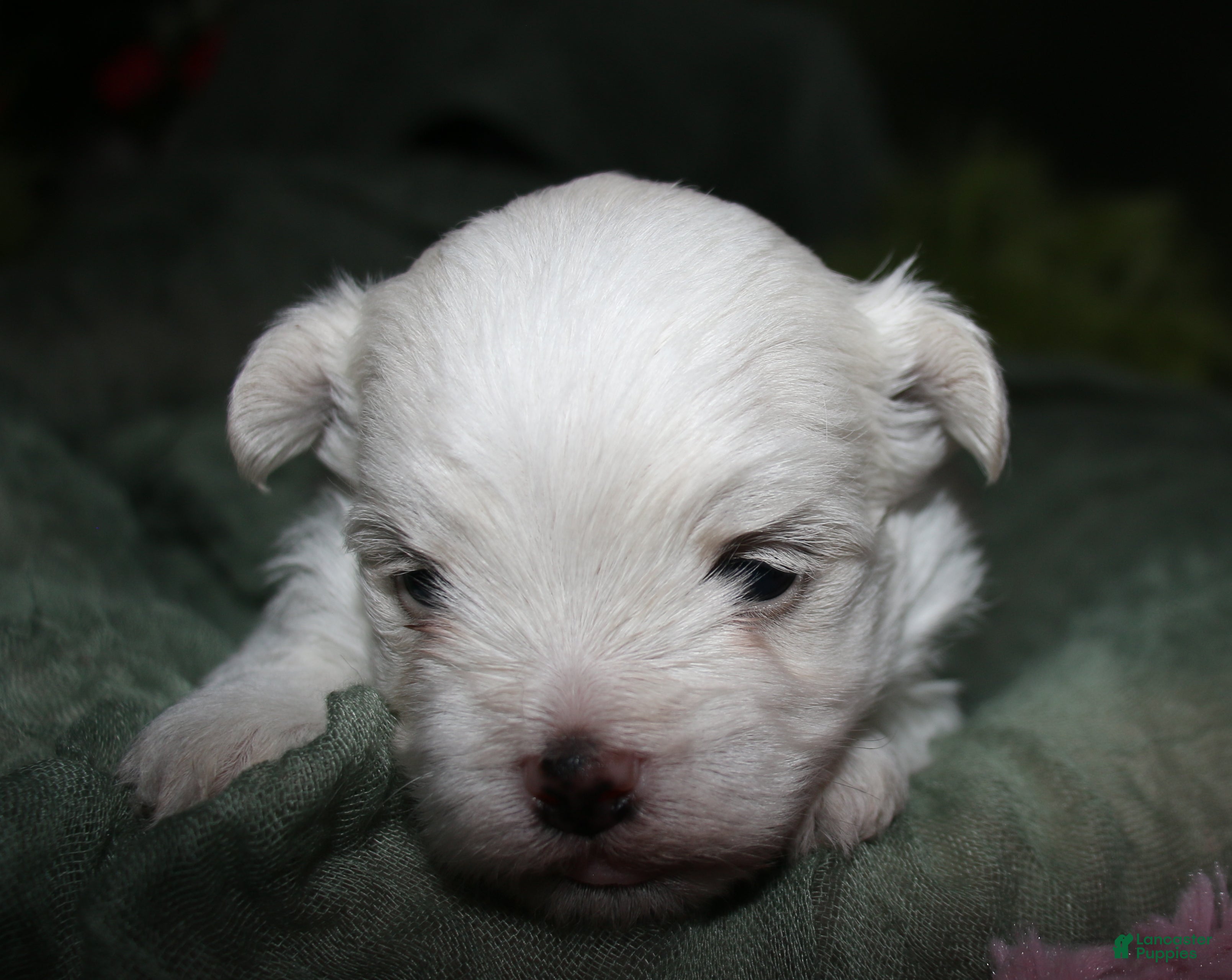 Maltese dogs for sale: Fred - Ad 1