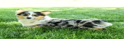 Welsh Corgi Pembroke dogs for sale: Zorro - Ad 3