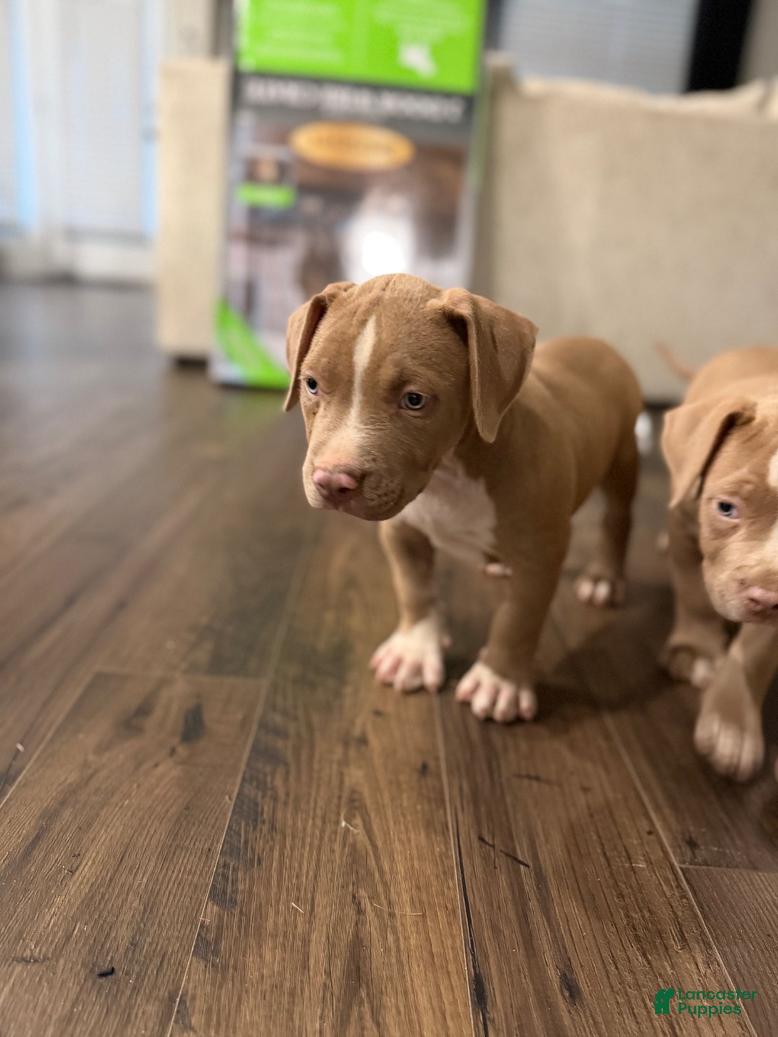 American Bully dogs American Bully Puppy 6 - Ad 41