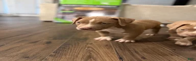 American Bully Puppy 6