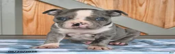 Boston Terrier dogs for sale: Buster  - Ad 4
