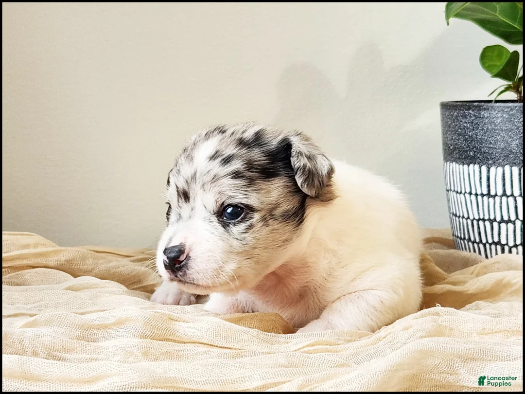 Chihuahua dogs for sale: Trystan - Ad 2