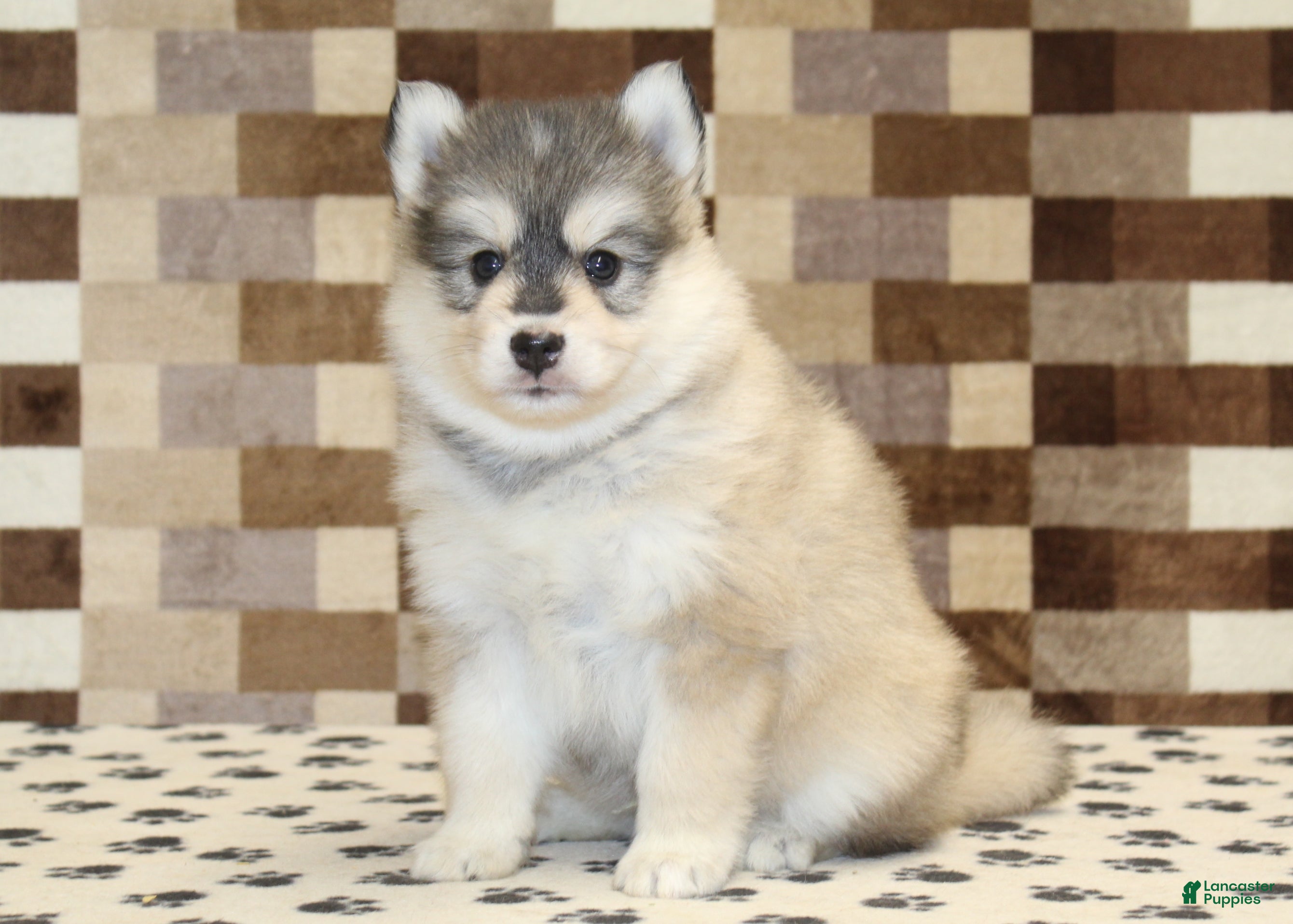 Pomsky dogs Piper - Ad 26