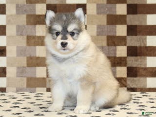 Pomsky dogs Piper - Ad 37
