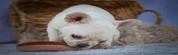 French Bulldog dogs for sale: Tulip🩷  - Ad 10