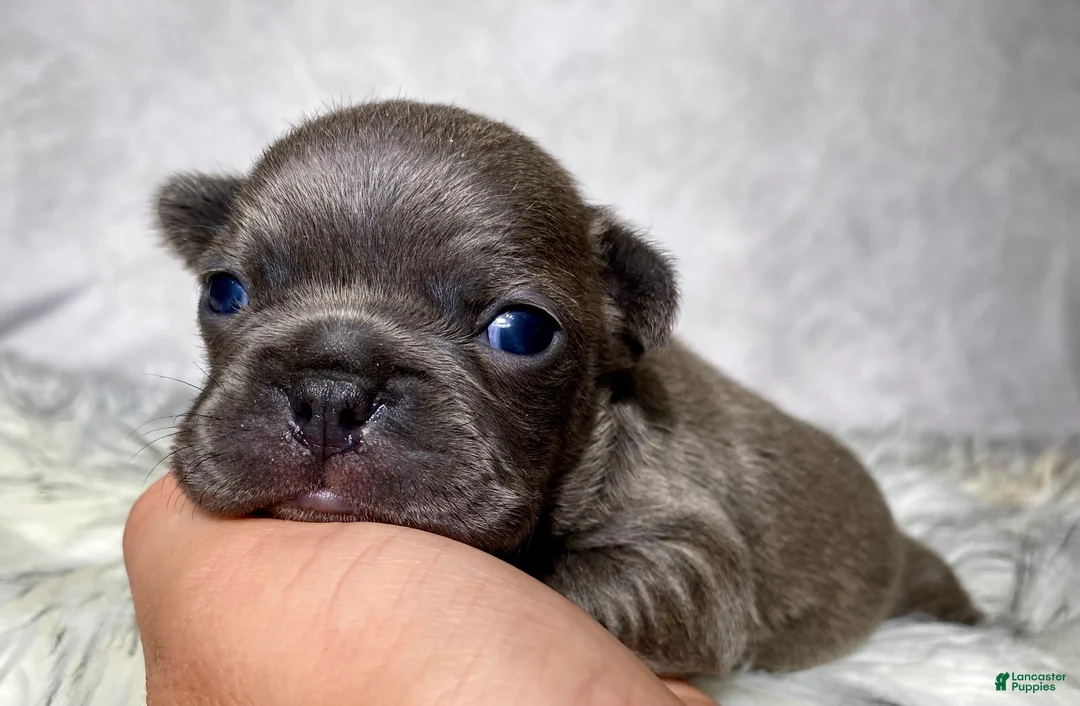 Frenchton dogs for sale: Mr. Remy  - Ad 2
