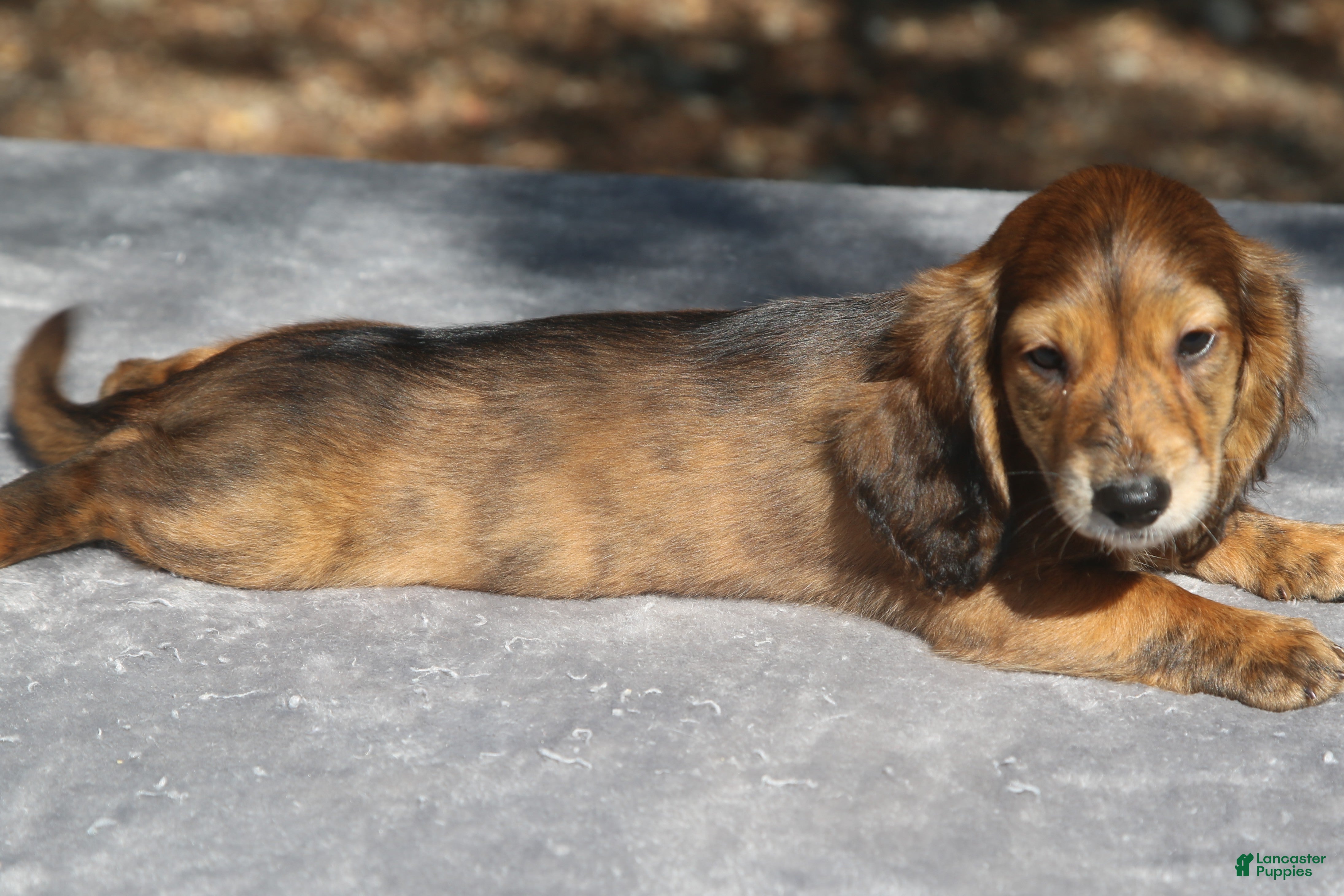 Dachshund dogs Red Brindle Longhair Small Standard - Ad 2