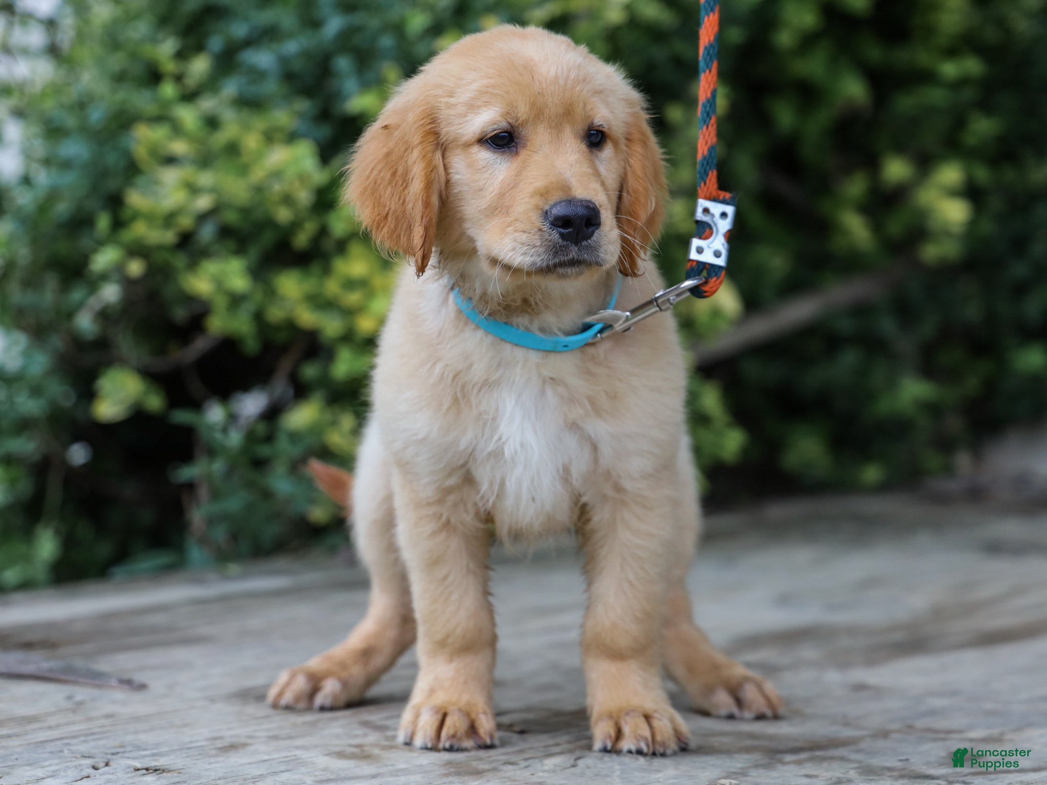 Golden Retriever dogs Adam ACA Golden Retriever Pup - Ad 2