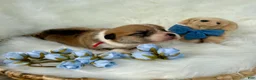 Welsh Corgi Pembroke dogs for sale: Dino - Ad 6