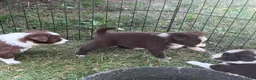 Border Collie dogs for sale: Skyla - Ad 3