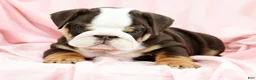 English Bulldog dogs for sale: Bessie - Ad 4